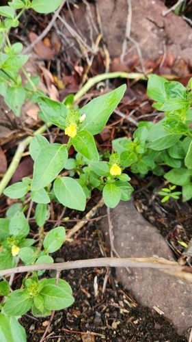 Justicia flava, photograph 4