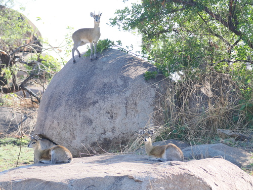 Klipspringer