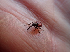 Tatianaerhynchites aequatus