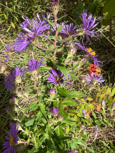 New England aster