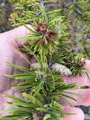 Jack pine
