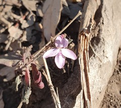 Pseuderanthemum variabile