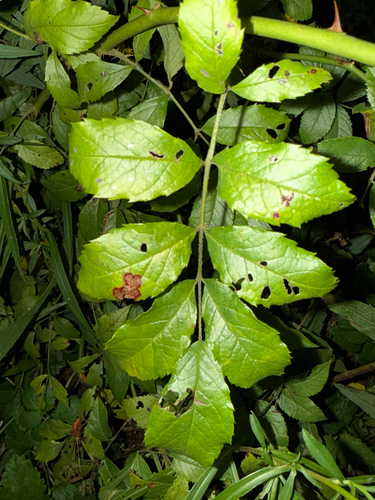 multiflora rose