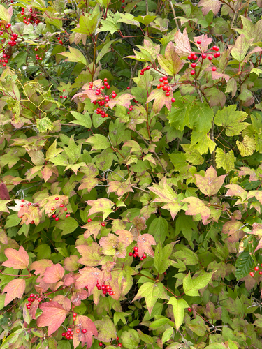 guelder-rose