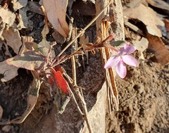 Pseuderanthemum variabile