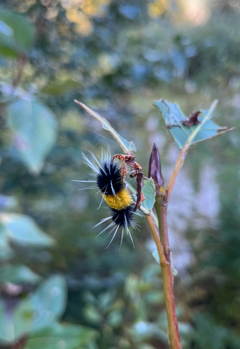 Spotted Tussock Moth
