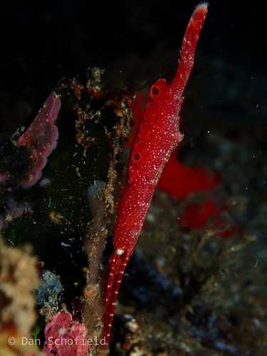 Tozeuma lanceolatum