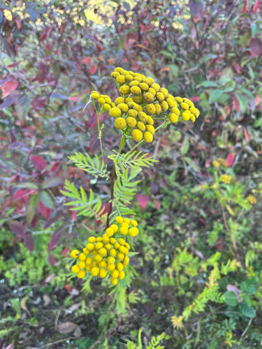 Common Tansy