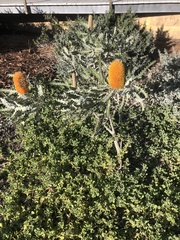 Banksia ashbyi