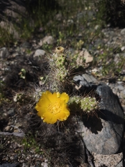 Cumulopuntia leucophaea, photograph author not stated, no rights reserved
