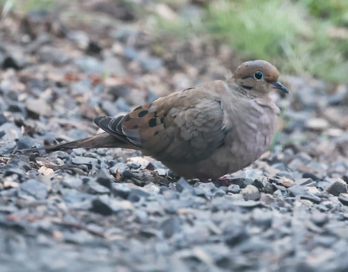 Mourning Dove