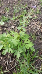 Corydalis solida