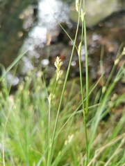 Carex remota