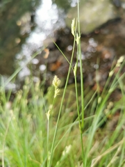 Carex remota