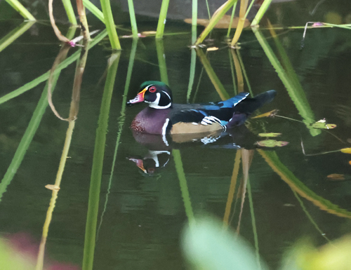 Wood Duck
