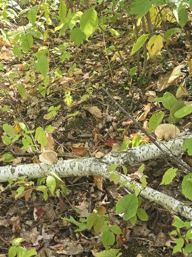 birch polypore