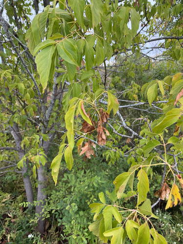 box elder