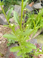 Leucanthemum vulgare