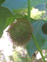 Platanus orientalis