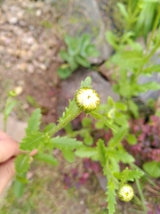 Leucanthemum vulgare