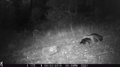 Mephitis mephitis estor