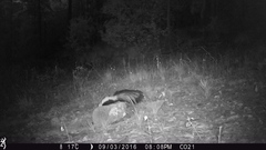 Mephitis mephitis estor