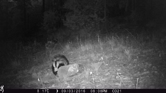 Mephitis mephitis estor