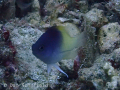 Chrysiptera rollandi