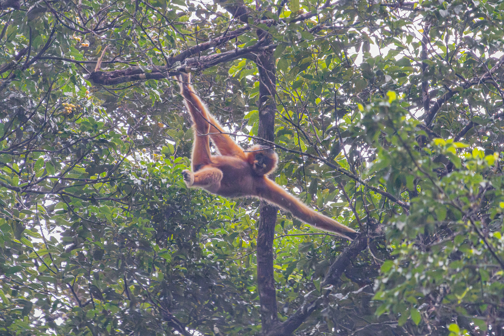 Southern White-cheeked Gibbon