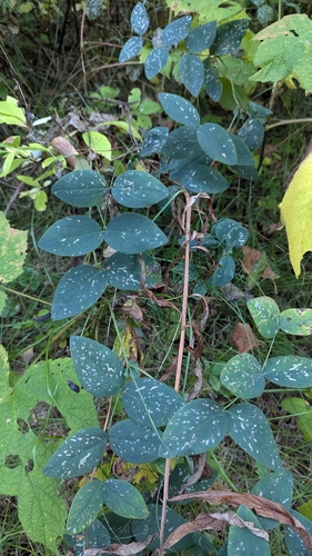 Lathyrus ochroleucus, photograph 3