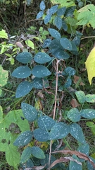 Lathyrus ochroleucus, photograph author not stated, no rights reserved