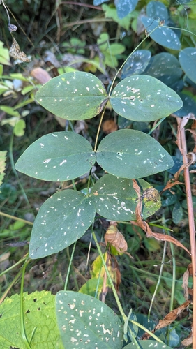 Lathyrus ochroleucus, photograph 4