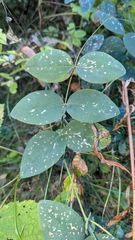 Lathyrus ochroleucus, photograph author not stated, no rights reserved