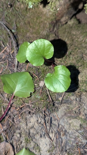 Pyrola asarifolia, photograph 3