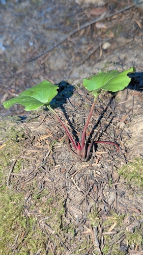 Pyrola asarifolia, photograph 4