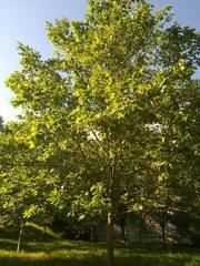 Platanus orientalis