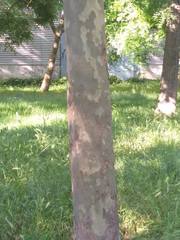 Platanus orientalis