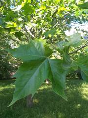 Platanus orientalis
