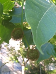 Platanus orientalis