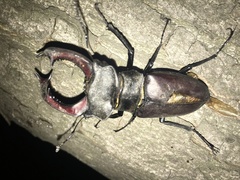 Lucanus cervus