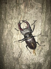 Lucanus cervus