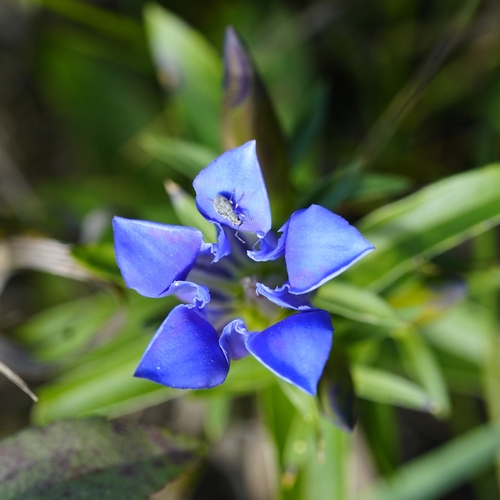 downy gentian