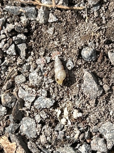 Allopeas clavulinum observed 2026-09-16