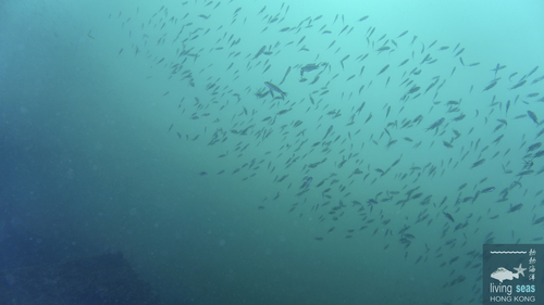 Chromis notata observed 2026-09-09