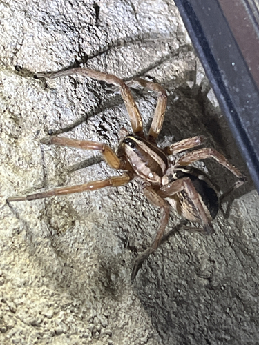 Rabid Wolf Spider