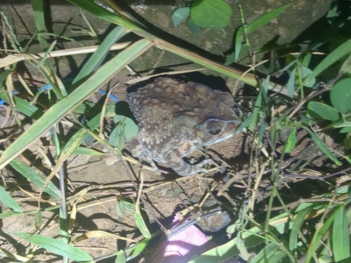 Asian Common Toad