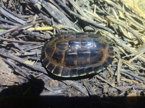 Malayan Snail-eating Turtle