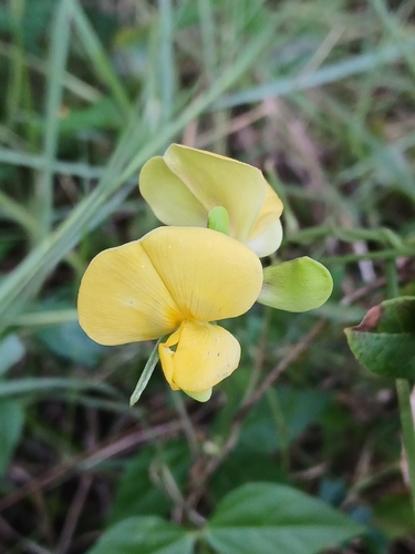 Vigna luteola, photograph 2