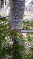 Abies sachalinensis