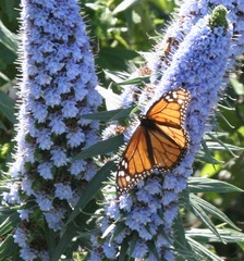 Danaus plexippus